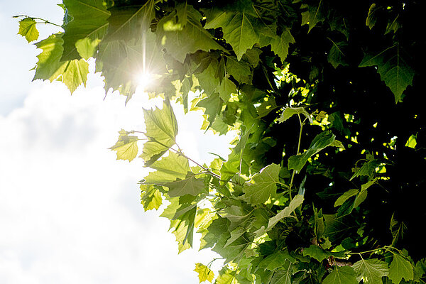 Sonne scheint durch ein grünes Böätterdach.